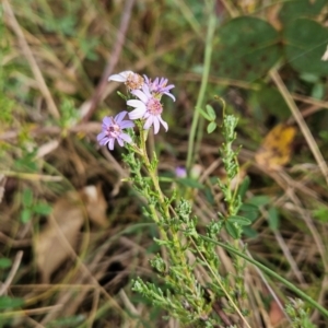 Olearia stricta var. parvilobata at Namadgi National Park - 11 Mar 2024 11:00 AM