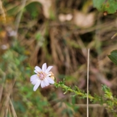 Olearia stricta var. parvilobata at Namadgi National Park - 11 Mar 2024 11:00 AM