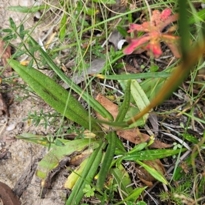 Podolepis hieracioides (Long Podolepis) at Tharwa, ACT - 11 Mar 2024 by BethanyDunne