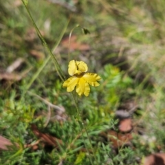 Velleia paradoxa (Spur Velleia) at Tharwa, ACT - 11 Mar 2024 by BethanyDunne