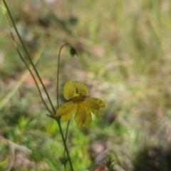 Goodenia paradoxa at Namadgi National Park - 11 Mar 2024 11:36 AM