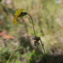 Goodenia paradoxa at Namadgi National Park - 11 Mar 2024 11:36 AM