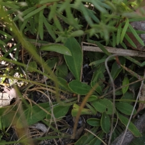 Velleia paradoxa at Namadgi National Park - 11 Mar 2024