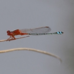 Xanthagrion erythroneurum (Red & Blue Damsel) at Belvoir Park - 11 Mar 2024 by KylieWaldon