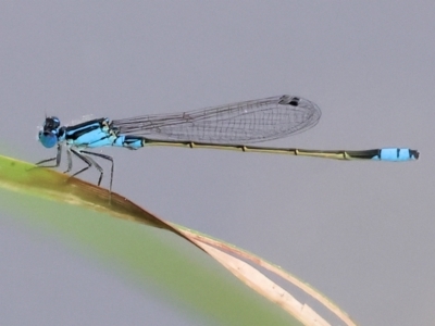 Ischnura heterosticta (Common Bluetail Damselfly) at Belvoir Park - 11 Mar 2024 by KylieWaldon