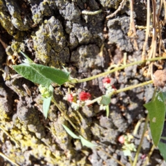 Einadia nutans at Mount Majura - 11 Mar 2024 11:27 AM