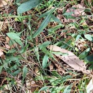 Rumex acetosella at Mount Majura - 11 Mar 2024