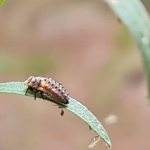 Hippodamia variegata at Isaacs Ridge and Nearby - 8 Mar 2024