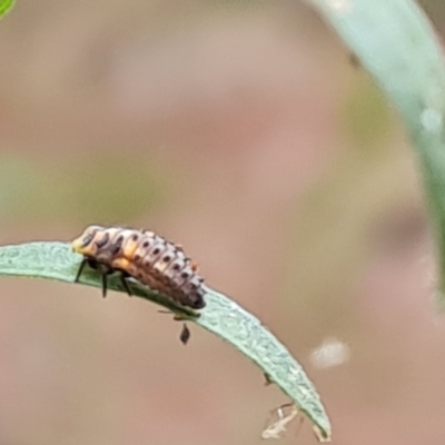 Hippodamia variegata (Spotted Amber Ladybird) at Isaacs Ridge and Nearby - 7 Mar 2024 by Mike