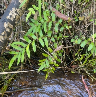 Blechnum minus (Soft Water Fern) at Monga National Park - 10 Mar 2024 by JaneR