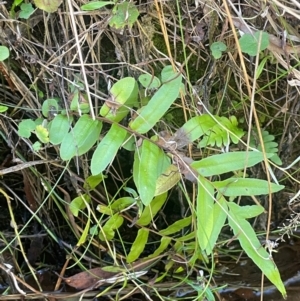 Blechnum minus at QPRC LGA - 10 Mar 2024 02:36 PM