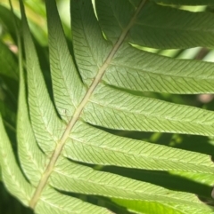 Blechnum nudum (Fishbone Water Fern) at Mongarlowe River - 10 Mar 2024 by JaneR