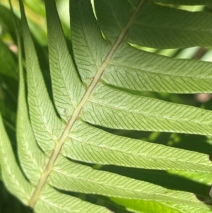 Blechnum nudum at Monga National Park - 10 Mar 2024