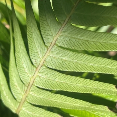 Blechnum nudum (Fishbone Water Fern) at Monga, NSW - 10 Mar 2024 by JaneR