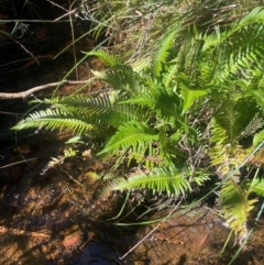 Blechnum nudum at Monga National Park - 10 Mar 2024