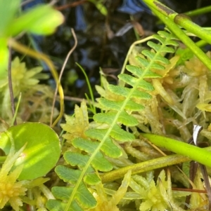 Blechnum penna-marina at QPRC LGA - 10 Mar 2024 04:28 PM