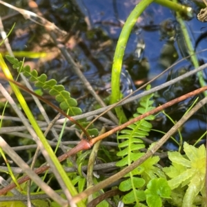 Blechnum penna-marina at QPRC LGA - 10 Mar 2024 04:28 PM