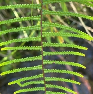 Gleichenia dicarpa at Monga National Park - suppressed