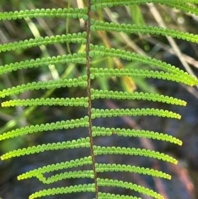 Gleichenia dicarpa (Wiry Coral Fern) at Mongarlowe River - 10 Mar 2024 by JaneR