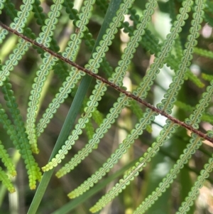 Gleichenia dicarpa at Monga National Park - suppressed