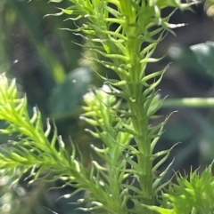 Lycopodiella lateralis (Slender Clubmoss) at Mongarlowe River - 10 Mar 2024 by JaneR