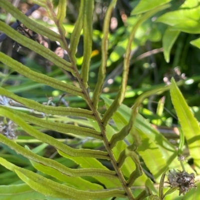 Blechnum (genus) (A Hard Fern) at QPRC LGA - 10 Mar 2024 by JaneR