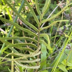 Blechnum sp. at QPRC LGA - 10 Mar 2024 04:30 PM