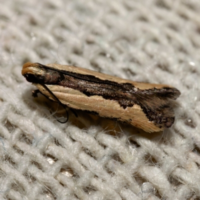 Ardozyga (genus) (A Gelechioid moth) at Harrison, ACT - 10 Mar 2024 by DPRees125