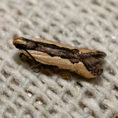 Ardozyga (genus) (Twirler moth, gelechiid moth) at Harrison, ACT - 10 Mar 2024 by DPRees125