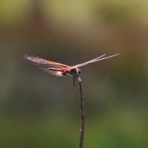 Tramea loewii at Hume, ACT - 11 Mar 2024 12:45 PM