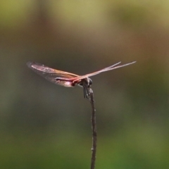 Tramea loewii (Common Glider) at Hume, ACT - 11 Mar 2024 by RodDeb