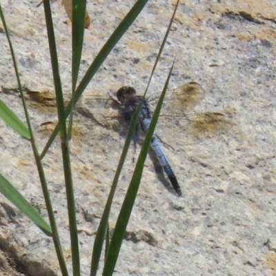 Orthetrum caledonicum (Blue Skimmer) at Hume, ACT - 11 Mar 2024 by RodDeb