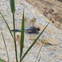 Orthetrum caledonicum at Hume, ACT - 11 Mar 2024 12:55 PM