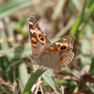 Junonia villida at Hume, ACT - 11 Mar 2024 12:58 PM