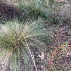 Nassella trichotoma (Serrated Tussock) at Mount Majura - 11 Mar 2024 by waltraud