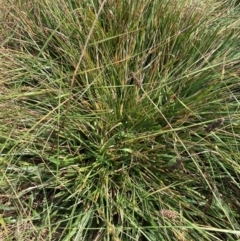 Nassella neesiana (Chilean Needlegrass) at The Fair, Watson - 11 Mar 2024 by waltraud