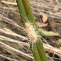 Lepidoptera unclassified IMMATURE moth at Aranda, ACT - 11 Mar 2024 by lbradley