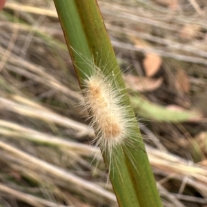 Lepidoptera unclassified IMMATURE moth at Aranda Bushland - 11 Mar 2024