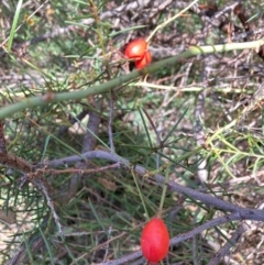 Rosa rubiginosa (Sweet Briar, Eglantine) at Mount Majura - 11 Mar 2024 by waltraud