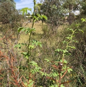 Rosa rubiginosa at The Fair, Watson - 11 Mar 2024