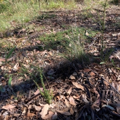 Bursaria spinosa subsp. lasiophylla (Australian Blackthorn) at Watson, ACT - 10 Mar 2024 by waltraud