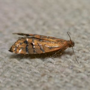 Glyphipterix perimetalla at Harrison, ACT - 10 Mar 2024