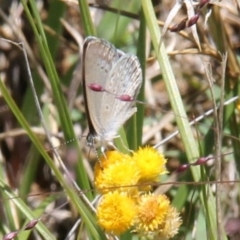 Zizina otis (Common Grass-Blue) at Budjan Galindji (Franklin Grassland) Reserve - 11 Feb 2024 by JenniM