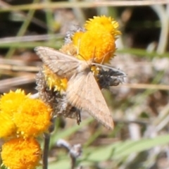 Scopula rubraria (Reddish Wave, Plantain Moth) at Franklin Grassland (FRA_5) - 11 Feb 2024 by JenniM