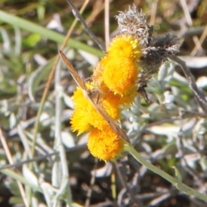 Scopula rubraria at Franklin Grassland (FRA_5) - 11 Feb 2024