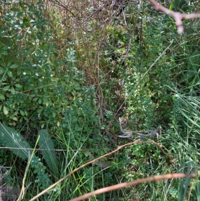 Galium aparine (Goosegrass, Cleavers) at Mount Majura - 11 Mar 2024 by waltraud