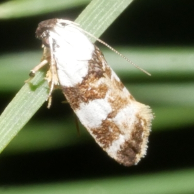Ardozyga abruptella (A Gelechioid moth) at Freshwater Creek, VIC - 4 Feb 2024 by WendyEM