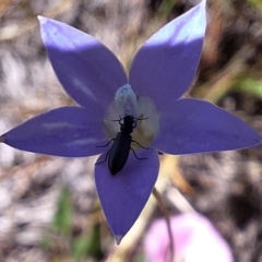 Dasytinae (subfamily) (Soft-winged flower beetle) at Budjan Galindji (Franklin Grassland) Reserve - 11 Feb 2024 by JenniM