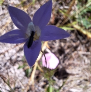 Dasytinae (subfamily) at Franklin Grassland (FRA_5) - 11 Feb 2024 03:38 PM