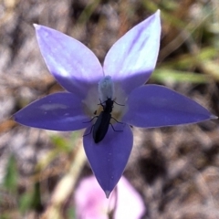 Dasytinae (subfamily) at Franklin Grassland (FRA_5) - 11 Feb 2024